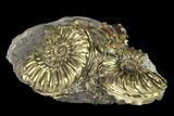 2" Pyritized (Pleuroceras) Ammonite Fossil Cluster - Germany - #131115-1